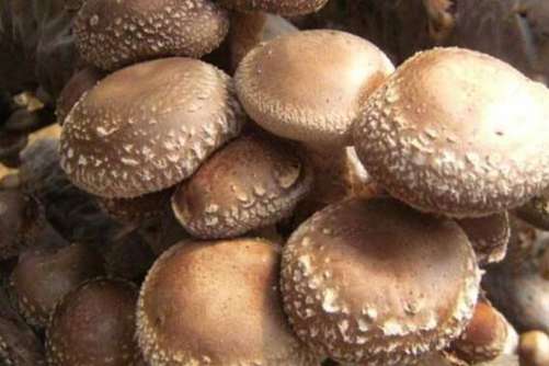 洋菇的营养价值，洋菇居然是减肥的必备佳品