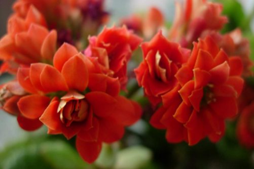 夜间也能吸收二氧化碳释放氧气的植物，这两种好养还助睡眠