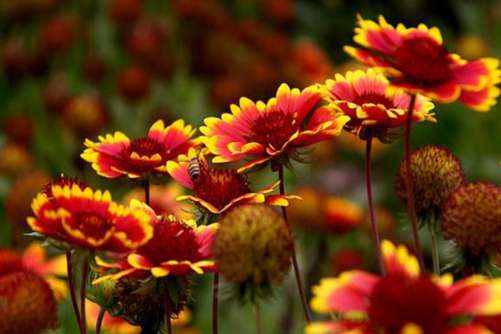 天人菊怎么养？天人菊这样养护一年四季都可以开花