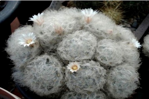 白星公主多肉养殖方法， 海贼王：天龙人看上白星公主怎么办？