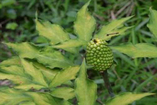 天南星功效和作用，天南星虽然有毒，却是一种药材