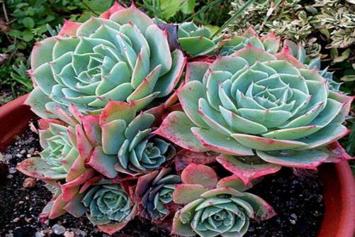 多肉玉蝶怎么养  多肉玉蝶这么养才叫高手!