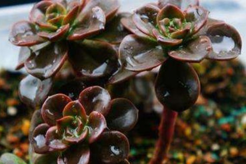 多肉植物可以连续淋几天雨？多肉植物千万别随便淋雨