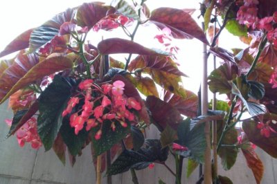 竹节秋海棠的养殖方法和注意事项