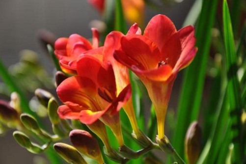 香雪兰的养殖方法和注意事项，秋冬养一盆花大色多，味道还特别香