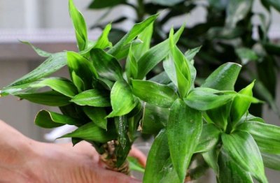 富贵竹怎么养比较好