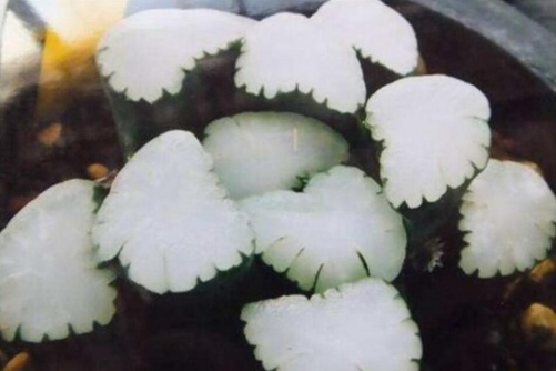 多肉万象怎么养 多肉万象十大名品,天照最有名/价格最高