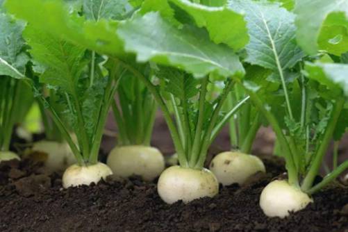 芜菁和芜菁甘蓝的区别？芜菁甘蓝任性的“萝卜”