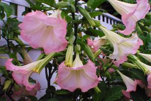 曼陀罗花语大全：粉色曼陀罗花的花语