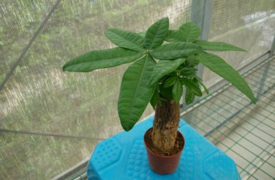 发财树叶子黄了怎么回事