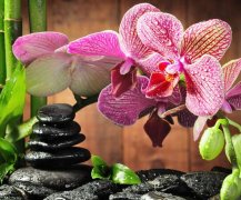 永恒的美与爱，质朴、美德、盛夏的清凉--紫罗兰花语