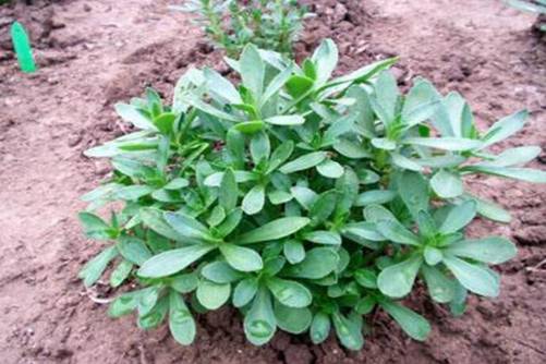 救心菜的食用方法，救心菜不仅可以吃还可以泡茶