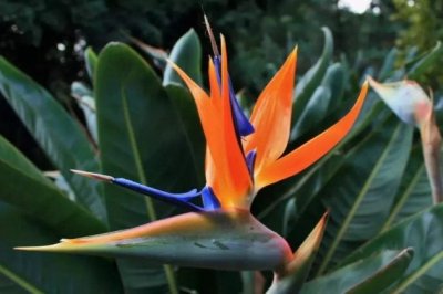 植物能吸收甲醛吗？绿植可以除甲醛吗？绿植去甲醛有用吗？