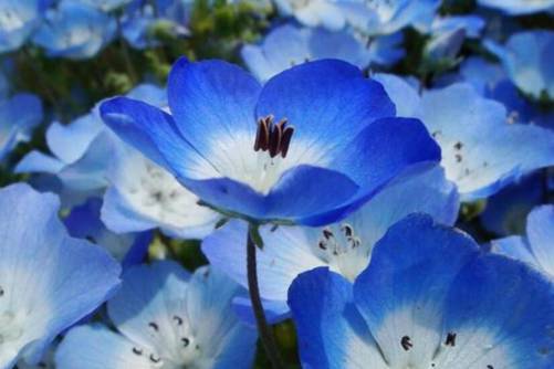 粉蝶花的功效和作用，粉蝶花不光漂亮还有这些作用