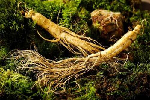 人参的价格走势，人参的功效与禁忌介绍