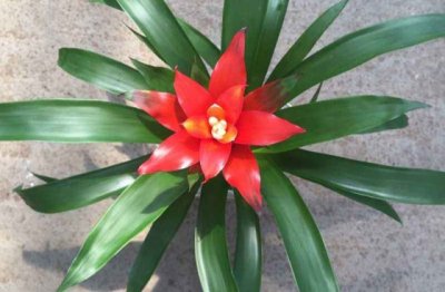 鸿运当头怎么养殖方法