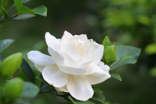 家中常养这几种花，你养好花 花也养你