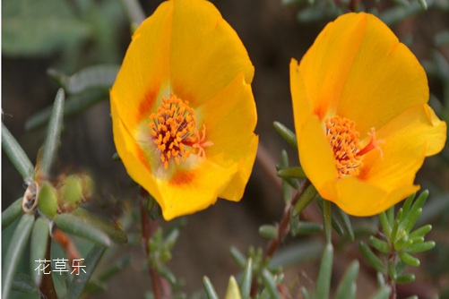 关于多肉大花马齿苋（太阳花）的养殖方法你知道多少？