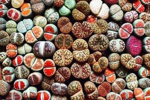 生石花怎样生根，快生根的养护技巧