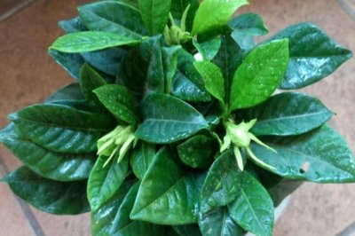 栀子花怎么养家庭养法