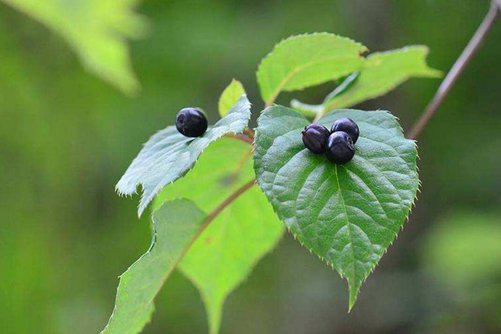 叶子上开花结果的植物您见过吗?它就是青荚叶