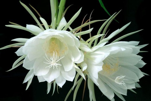 昙花资料，瞬间永恒 刹那间的美丽