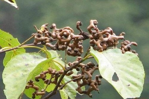 拐枣树种植，拐枣树这样种硕果累累