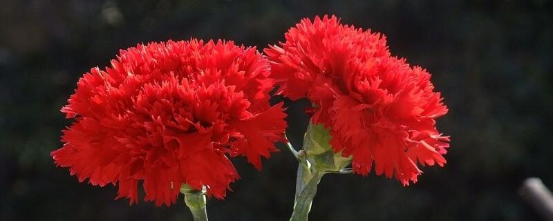 红色康乃馨花语