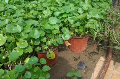 铜钱草爆盆的方法