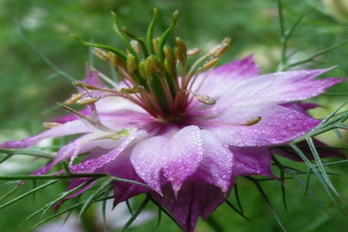 黑种草怎么养？黑种草的养殖方法和注意事项