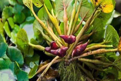 菱角的功效与作用，吃菱角能减肥吗