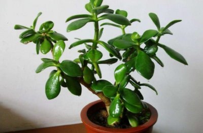 玉树怎么养 玉树的养殖方法