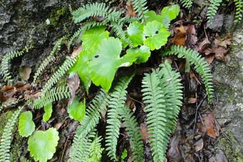 蜈蚣草的功效与作用, 清热解毒效果非常好