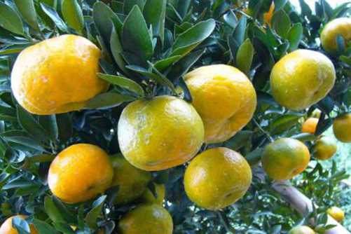 芦柑图片，绿水青山数闽南 永春珍果是芦柑