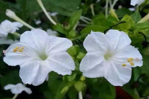 夜来香几月开花，夜来香为什么夜间开花