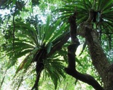 狮子座的生日花：鸟巢蕨花语