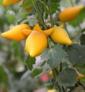 香港人春节最爱互送的花卉：黄金果的花语是什么