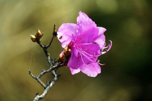 朝鲜国花金达莱，金达莱 开在你我身边的国花
