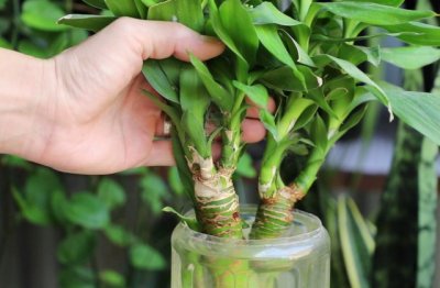 富贵竹怎么养长得粗壮