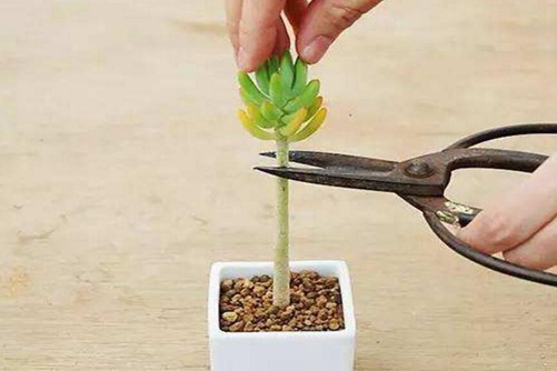 多肉砍头的时间和技巧 在对的时间做对的事