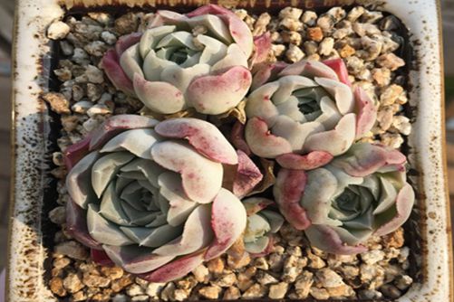 沁心多肉怎样养出状态?  出状态的沁心实在太美了如糯糯的小糕点