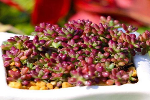 紫米粒怎么养,做到这2步一粒变一群轻松爆盆(防徒长)!