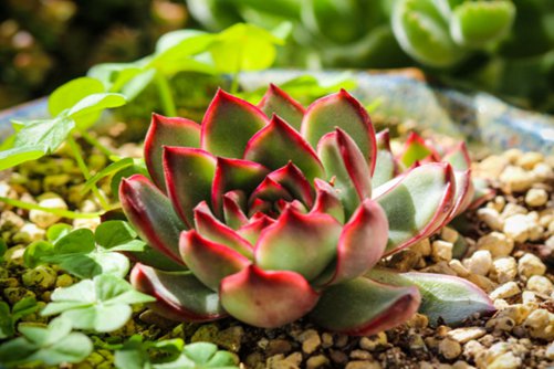 月光女神怎么养？你如此漂亮,莎拉·布莱曼知道吗？