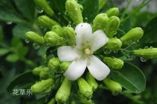 九里香的生长习性介绍