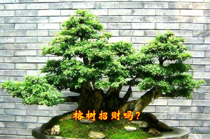 榕树招财吗？您不知道的榕树的风水介绍