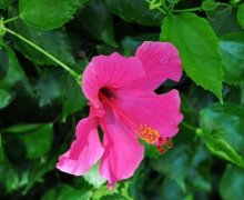 花语大全：扶桑花的花语及寓意