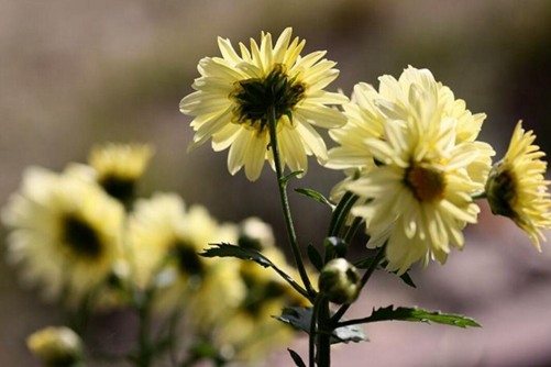 杭白菊的功效与作用 杭白菊和胎菊的区别