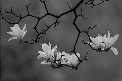 木兰花种植方法，注意这几点，木兰花长得真好看