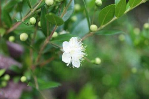 香桃木图片，香桃木 叶绿花繁，香过初恋