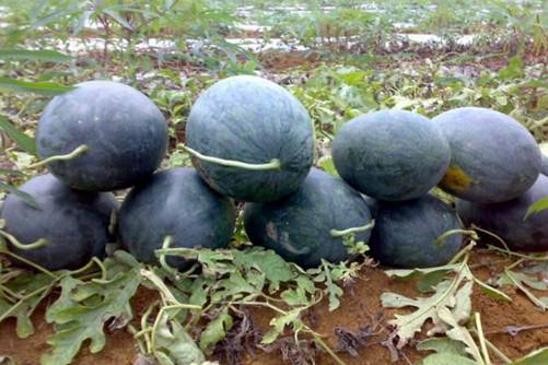 黑美人西瓜的种植，做好这三点种出的黑美人西瓜甜又大